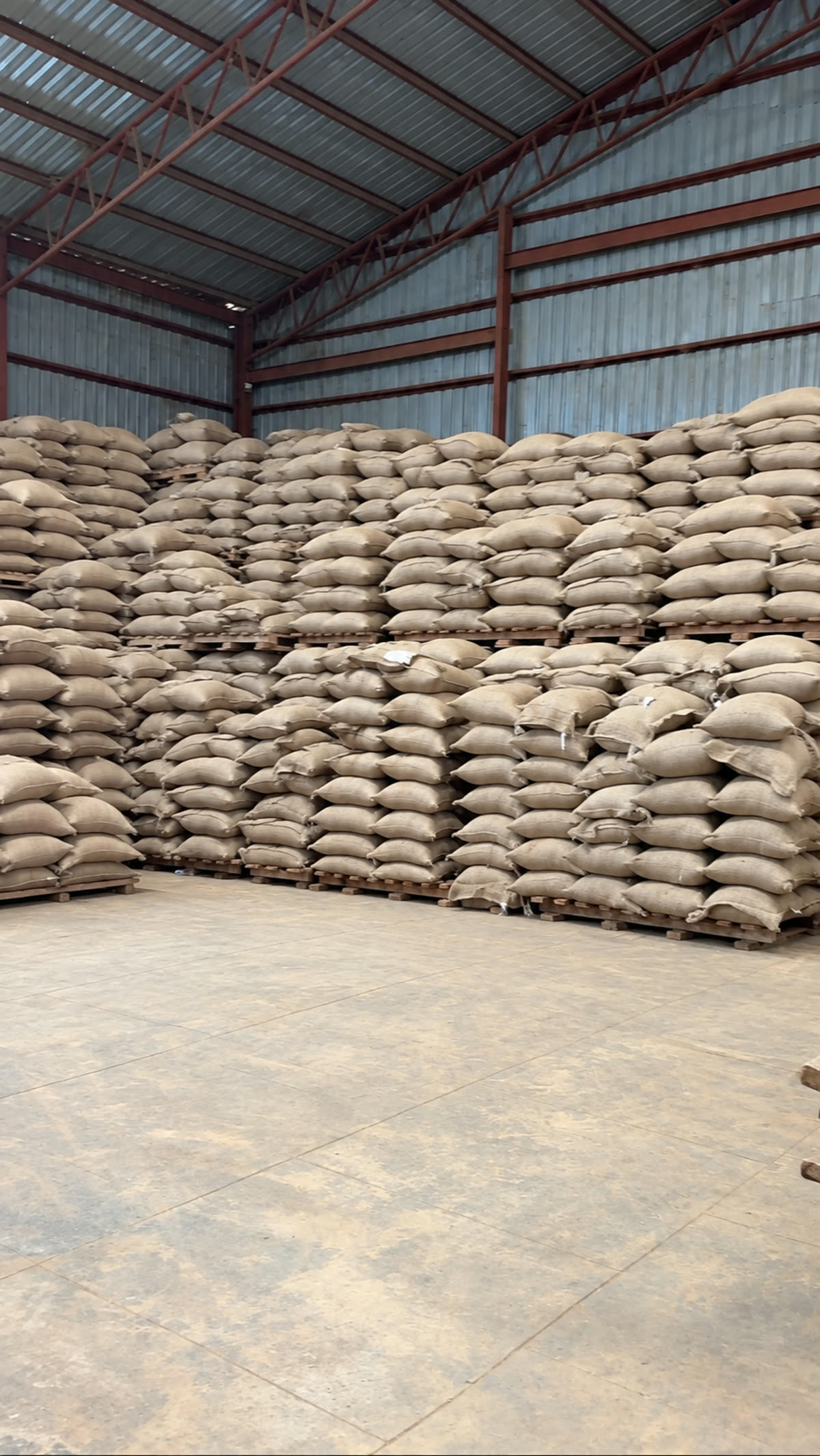 Pallets of jute coffee sacks in storage