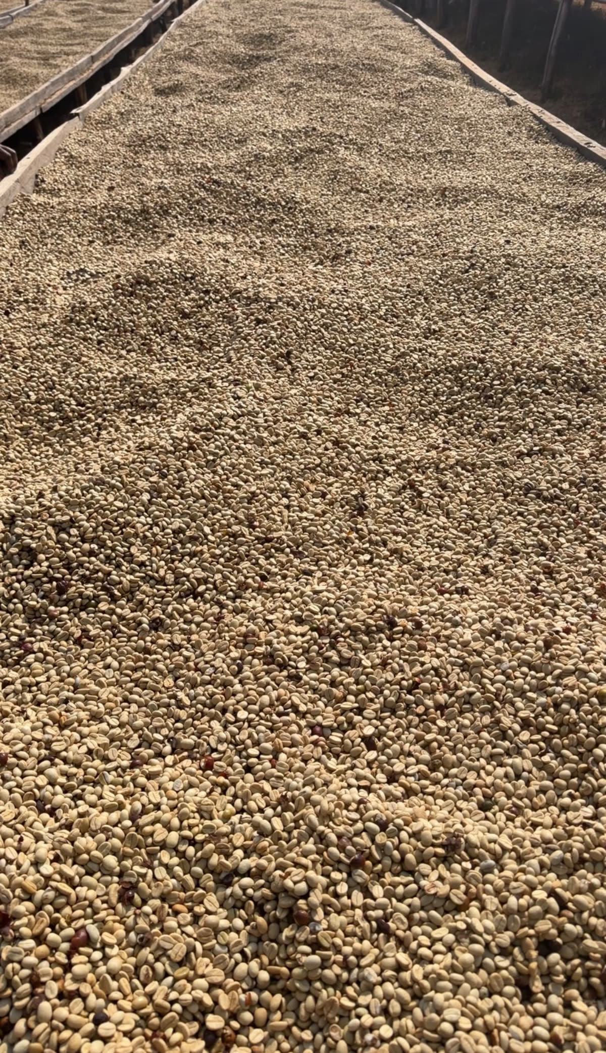 Coffee drying on raised beds in Tanzania
