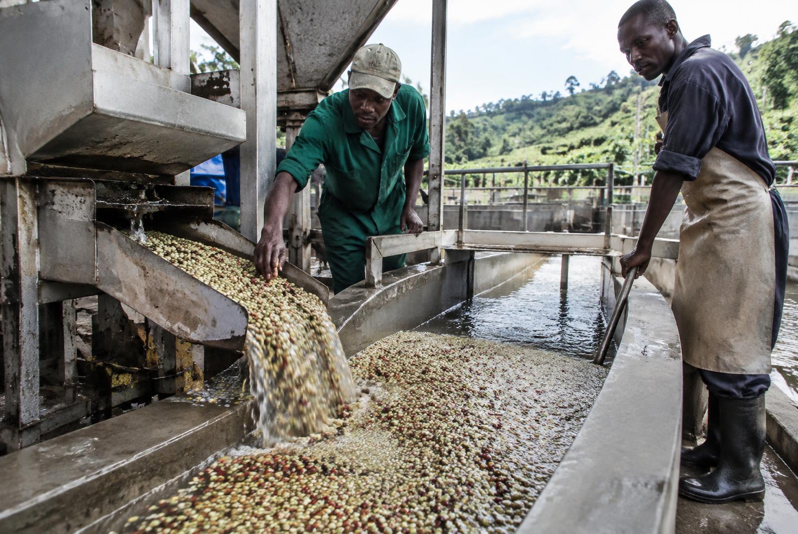 Coffee being processed at a wet mill